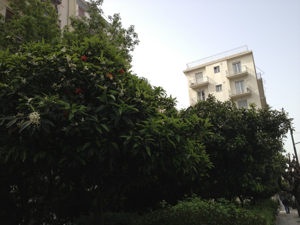 Le retour du printemps s’accompagne des odeurs d’orangers que l’automne et l’hiver avaient chassées, et les souvenirs des premiers jours à Athènes refont alors surface.